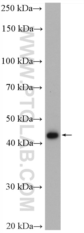 WB analysis of SGC-7901 using 15784-1-AP