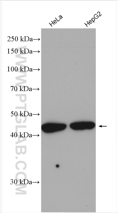 Western Blot (WB) analysis of various lysates using RBM41 Polyclonal antibody (15784-1-AP)