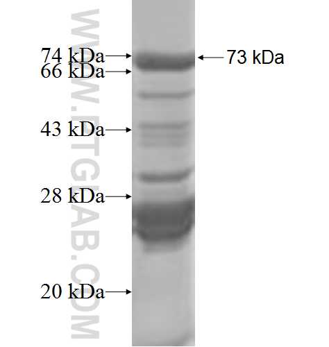 RBM41 fusion protein Ag8483 SDS-PAGE
