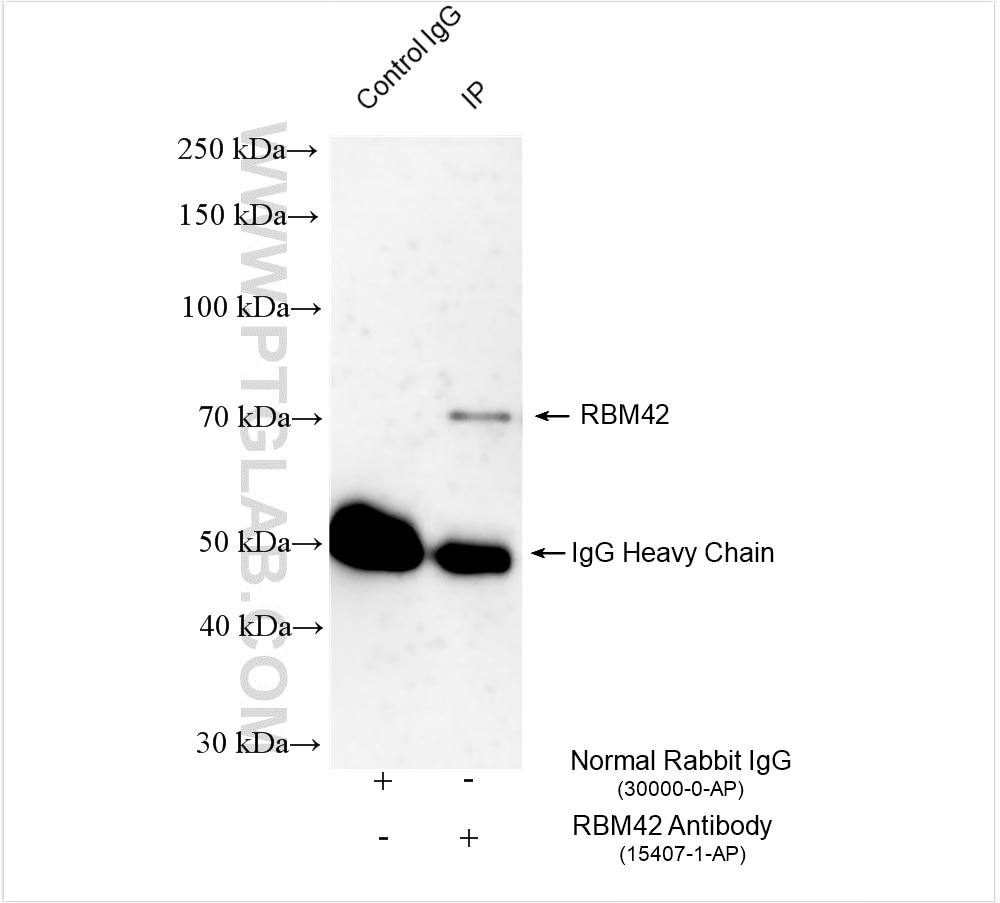 Immunoprecipitation (IP) experiment of HepG2 cells using RBM42 Polyclonal antibody (15407-1-AP)