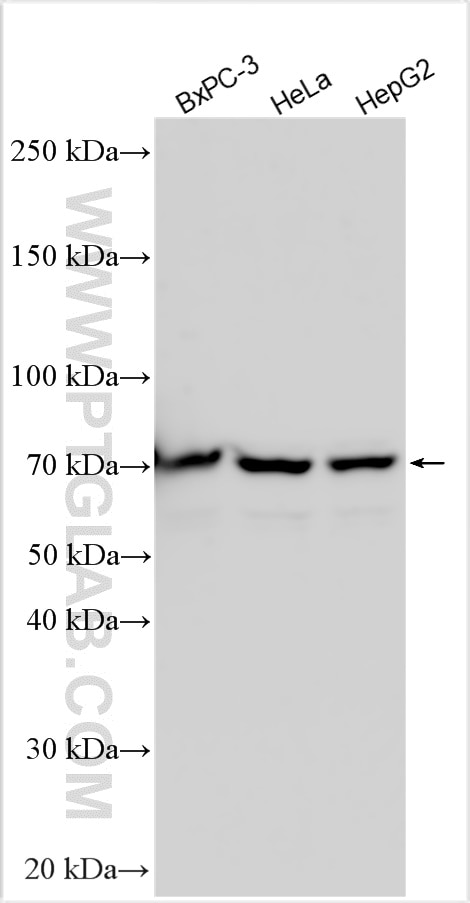 Western Blot (WB) analysis of various lysates using RBM42 Polyclonal antibody (15407-1-AP)