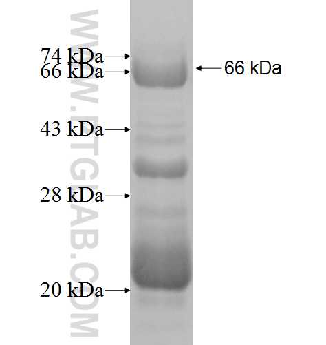 RBM42 fusion protein Ag7667 SDS-PAGE
