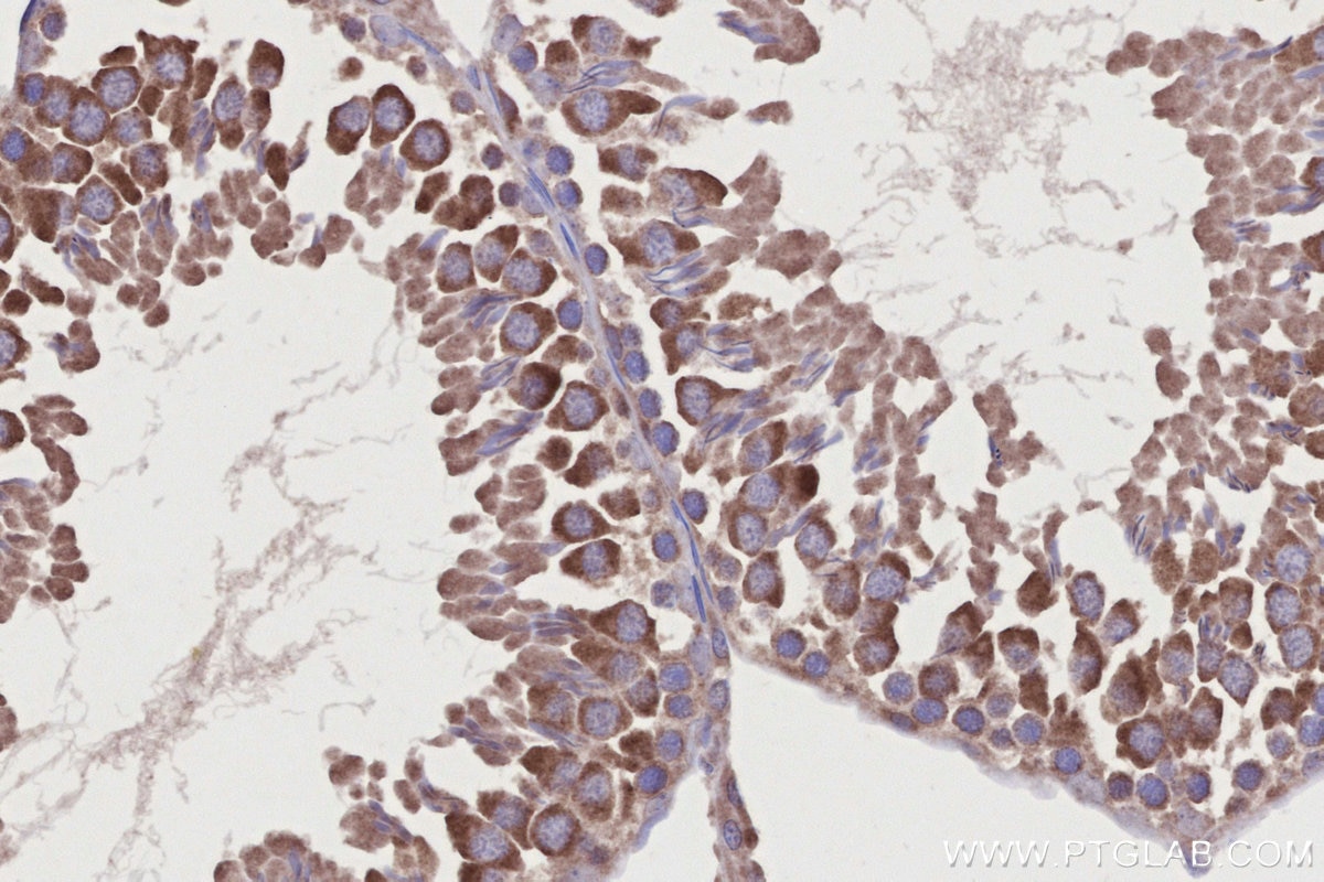 Immunohistochemistry (IHC) staining of rat testis tissue using RBM46 Polyclonal antibody (24368-1-AP)