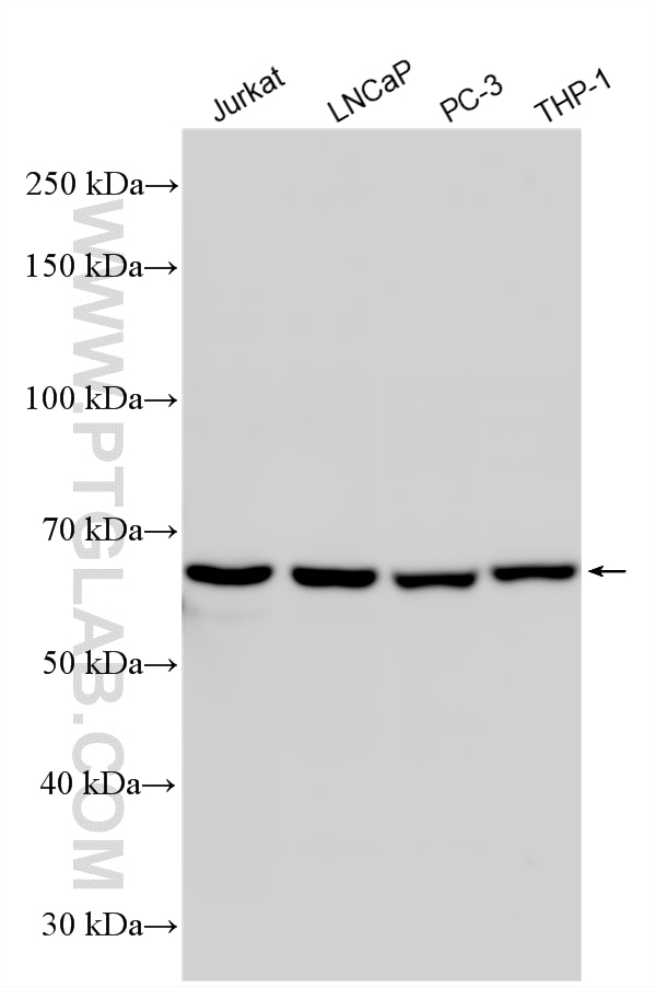 Western Blot (WB) analysis of various lysates using RBM46 Polyclonal antibody (24368-1-AP)