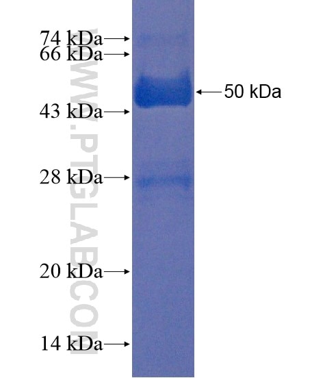 RBM46 fusion protein Ag21653 SDS-PAGE
