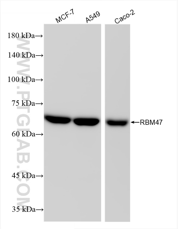 Western Blot (WB) analysis of various lysates using RBM47 Recombinant antibody (86009-1-RR)