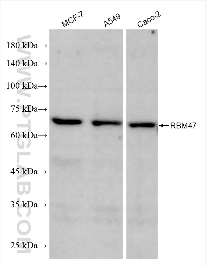 Western Blot (WB) analysis of various lysates using RBM47 Recombinant antibody (86009-2-RR)