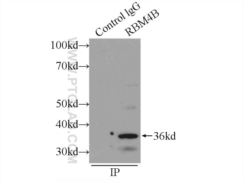 Immunoprecipitation (IP) experiment of HEK-293 cells using RBM4B Polyclonal antibody (15412-1-AP)