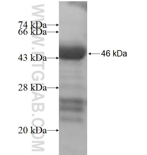 RBM4B fusion protein Ag7152 SDS-PAGE