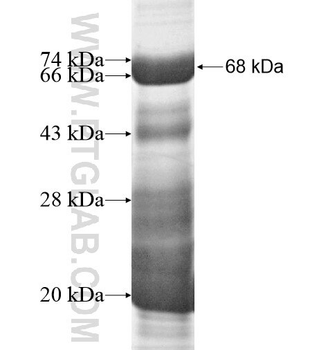 RBM5 fusion protein Ag13908 SDS-PAGE