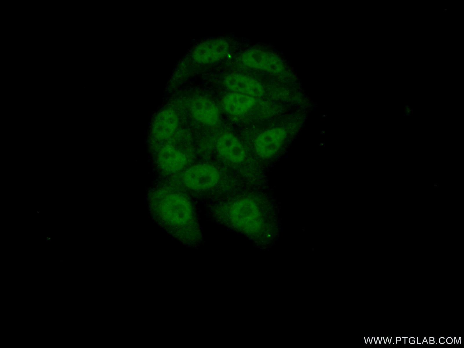 Immunofluorescence (IF) / fluorescent staining of HepG2 cells using RBM7 Polyclonal antibody (21896-1-AP)