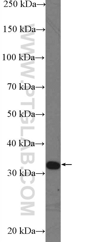 Western Blot (WB) analysis of HepG2 cells using RBM7 Polyclonal antibody (21896-1-AP)