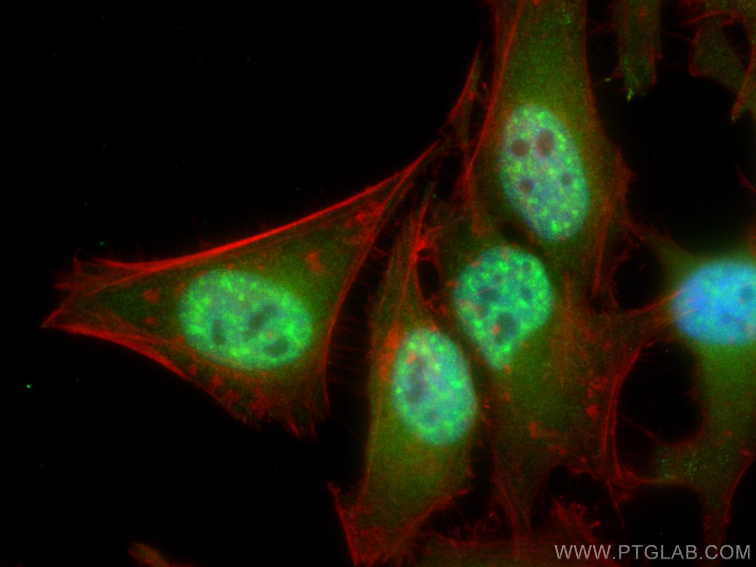 Immunofluorescence (IF) / fluorescent staining of HeLa cells using RBM8A,Y14 Polyclonal antibody (14958-1-AP)