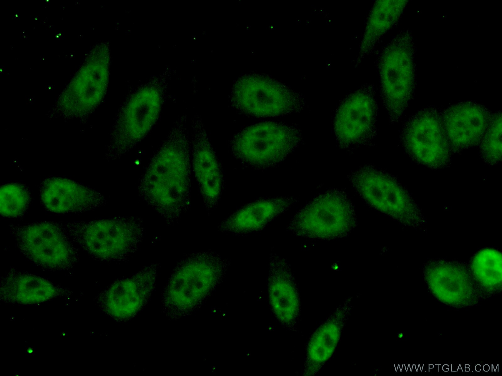 Immunofluorescence (IF) / fluorescent staining of HeLa cells using RBM8A,Y14 Polyclonal antibody (14958-1-AP)