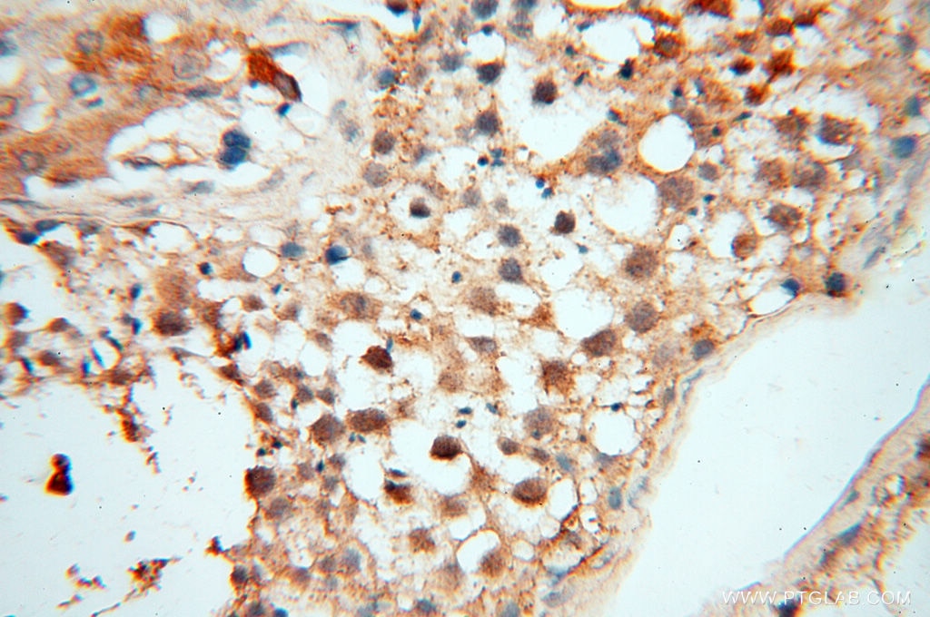 Immunohistochemistry (IHC) staining of human testis tissue using RBM8A,Y14 Polyclonal antibody (14958-1-AP)