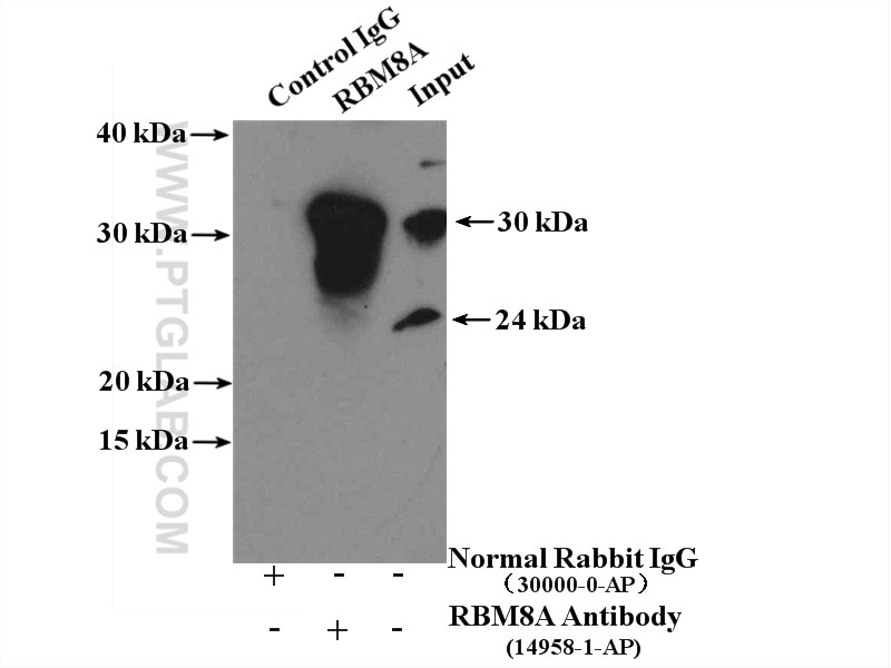 Immunoprecipitation (IP) experiment of HeLa cells using RBM8A,Y14 Polyclonal antibody (14958-1-AP)