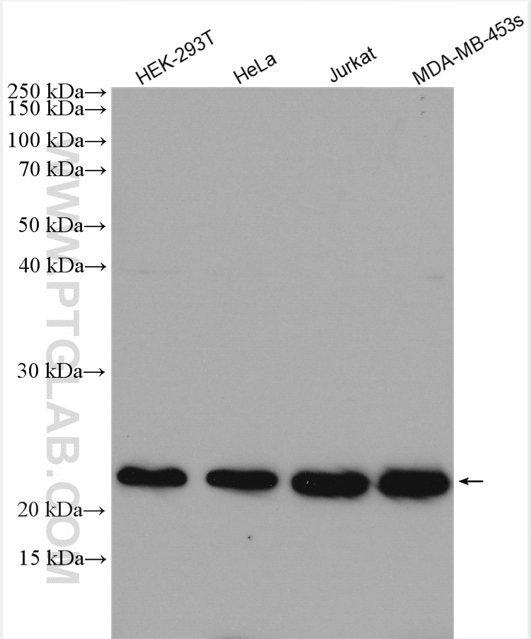 Western Blot (WB) analysis of various lysates using RBM8A,Y14 Polyclonal antibody (14958-1-AP)