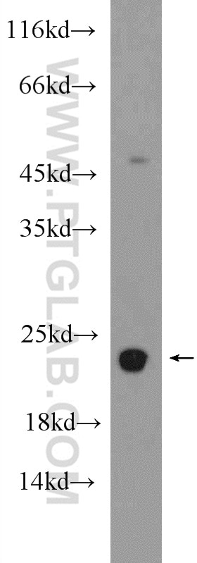 Western Blot (WB) analysis of HeLa cells using RBM8A,Y14 Polyclonal antibody (14958-1-AP)