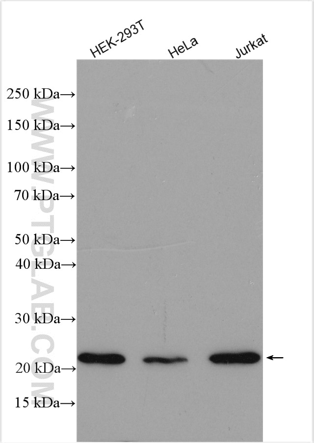 Western Blot (WB) analysis of various lysates using RBM8A,Y14 Polyclonal antibody (14958-1-AP)