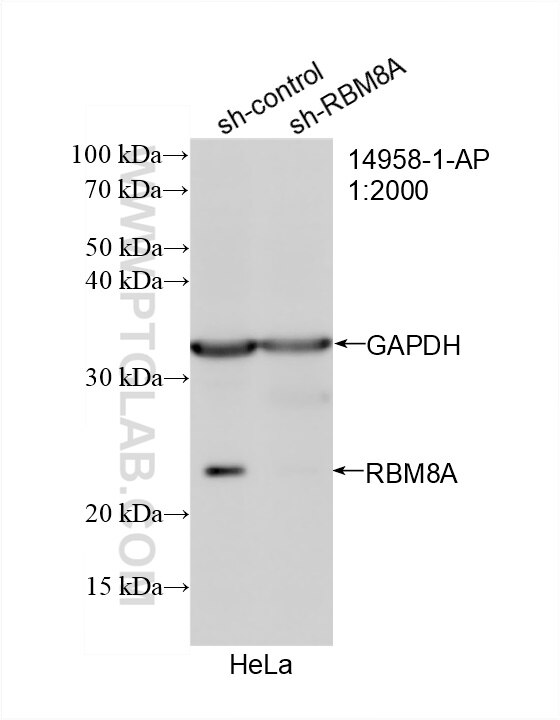 Western Blot (WB) analysis of HeLa cells using RBM8A,Y14 Polyclonal antibody (14958-1-AP)
