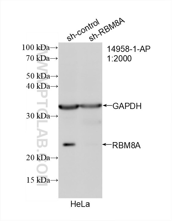 Western Blot (WB) analysis of HeLa cells using RBM8A,Y14 Polyclonal antibody (14958-1-AP)