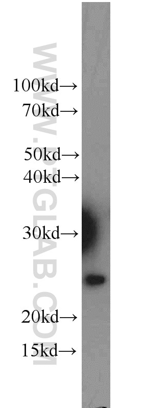 RBM8A,Y14 Polyclonal antibody