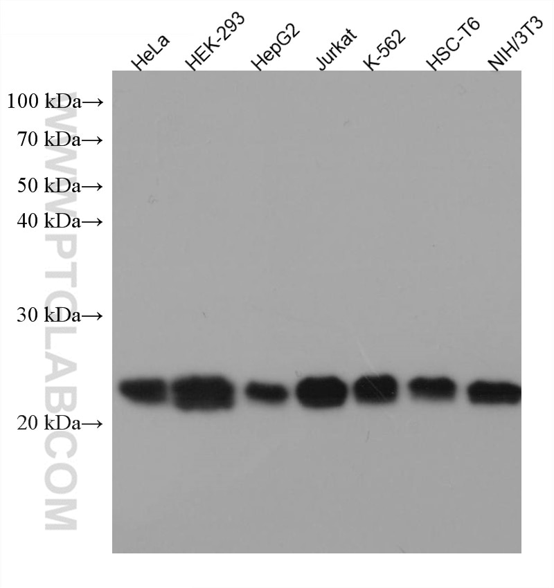 Western Blot (WB) analysis of various lysates using RBM8A,Y14 Monoclonal antibody (67541-1-Ig)