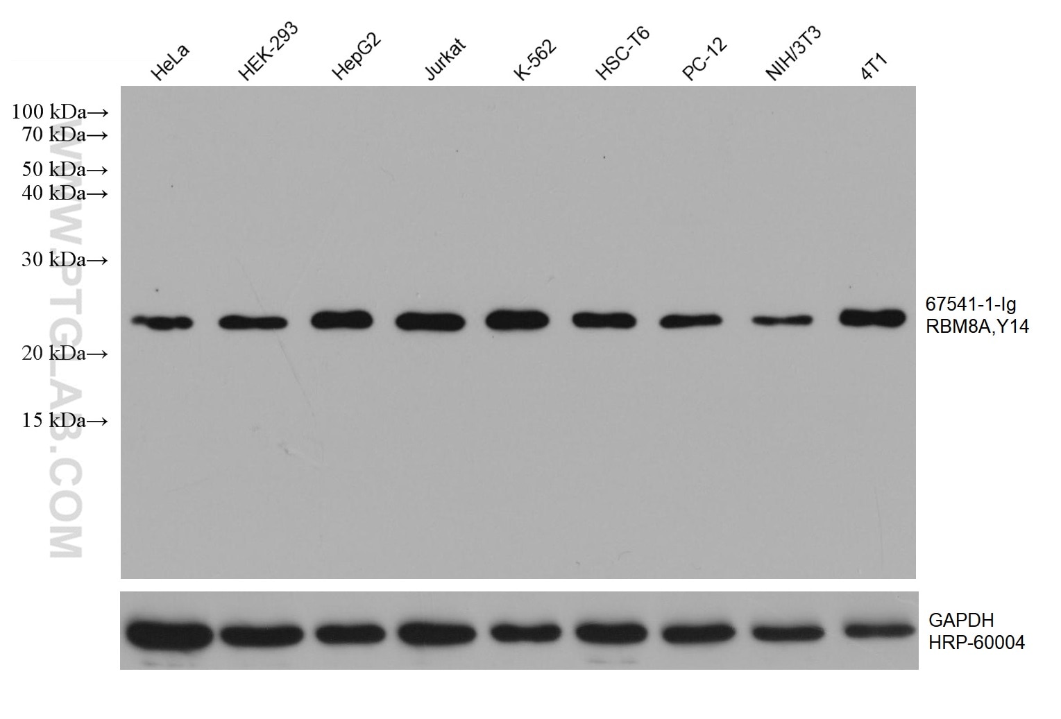 Western Blot (WB) analysis of various lysates using RBM8A,Y14 Monoclonal antibody (67541-1-Ig)