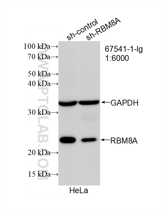 Western Blot (WB) analysis of HeLa cells using RBM8A,Y14 Monoclonal antibody (67541-1-Ig)