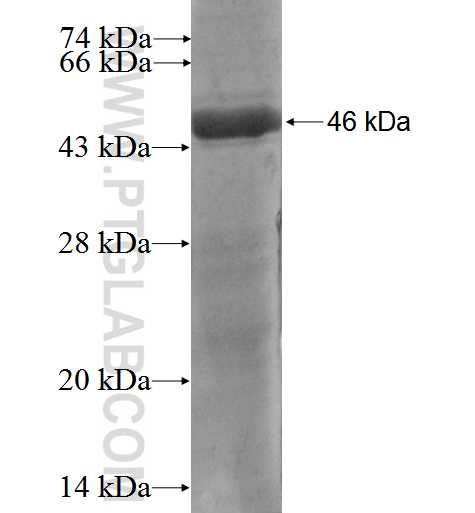 RBM8A,Y14 fusion protein Ag2935 SDS-PAGE