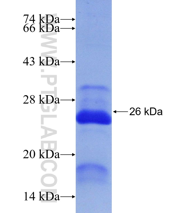 RBM8A,Y14 fusion protein Ag6800 SDS-PAGE