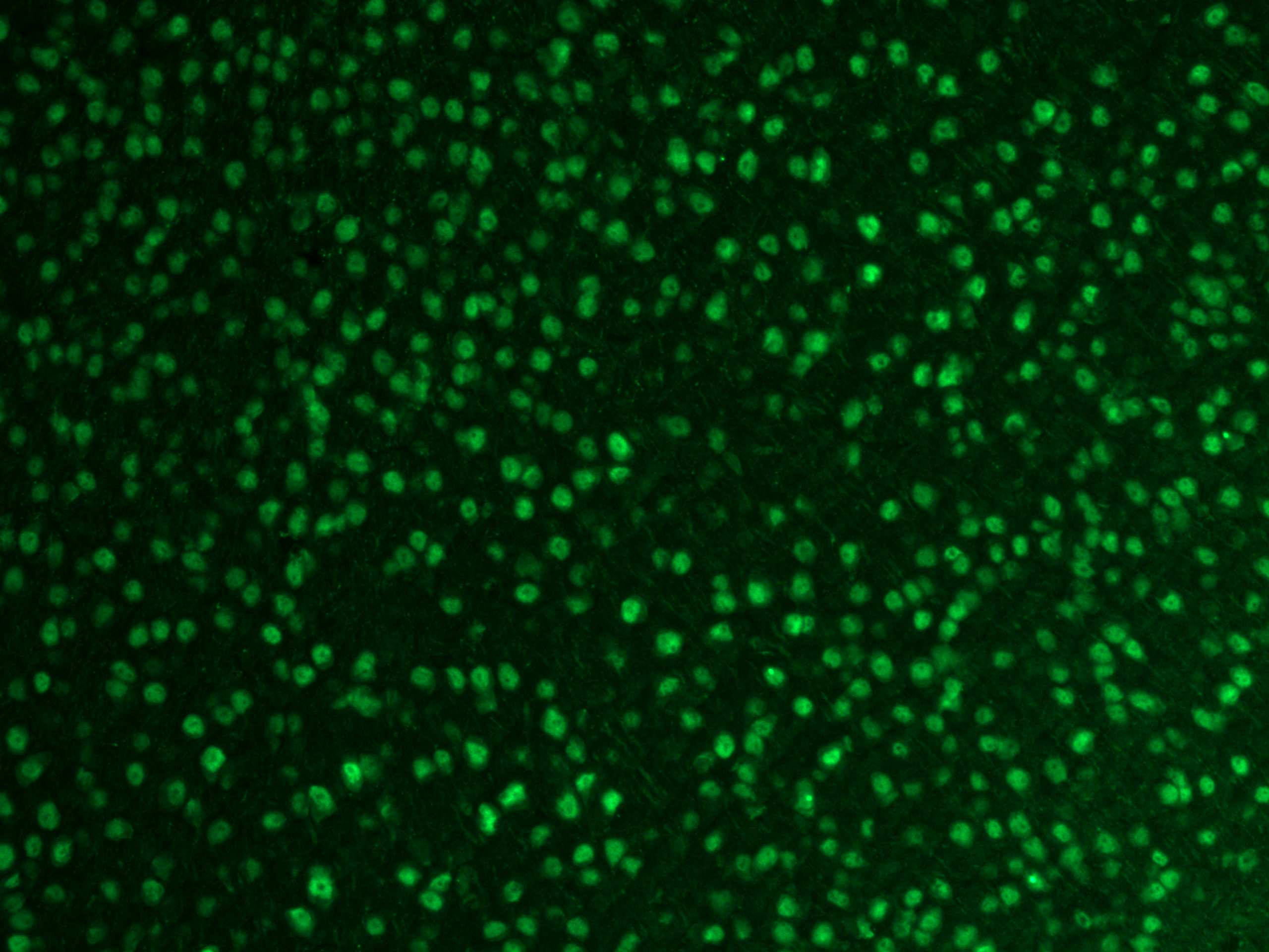 Immunofluorescence (IF) / fluorescent staining of mouse brain tissue using FOX2/RBM9 Polyclonal antibody (12498-1-AP)