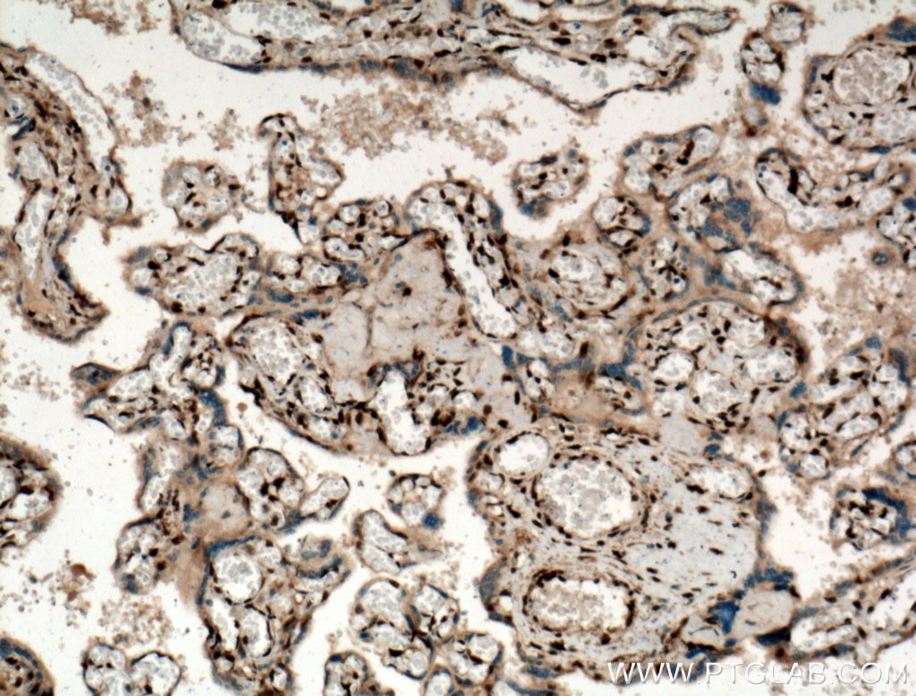 Immunohistochemistry (IHC) staining of human placenta tissue using FOX2/RBM9 Polyclonal antibody (12498-1-AP)