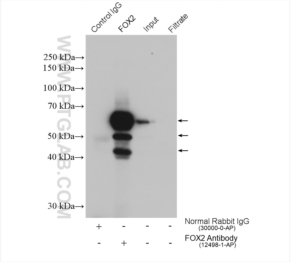 Immunoprecipitation (IP) experiment of HepG2 cells using FOX2/RBM9 Polyclonal antibody (12498-1-AP)