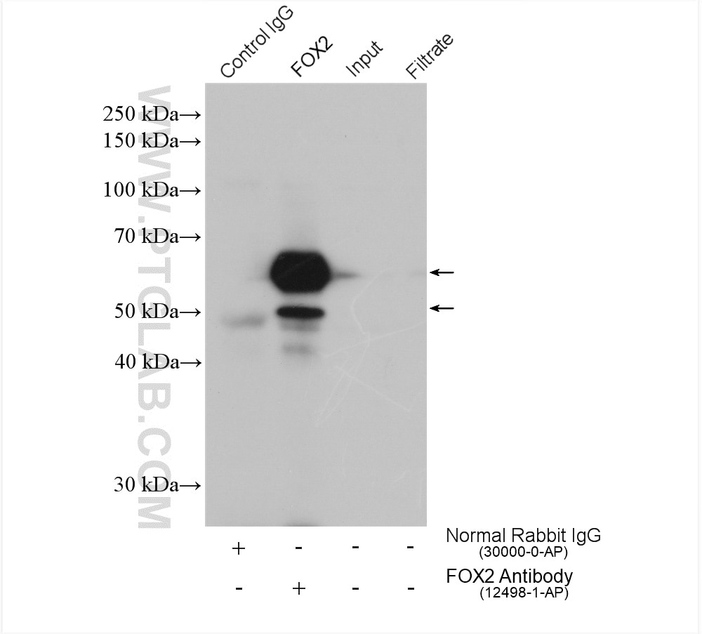 Immunoprecipitation (IP) experiment of K-562 cells using FOX2/RBM9 Polyclonal antibody (12498-1-AP)