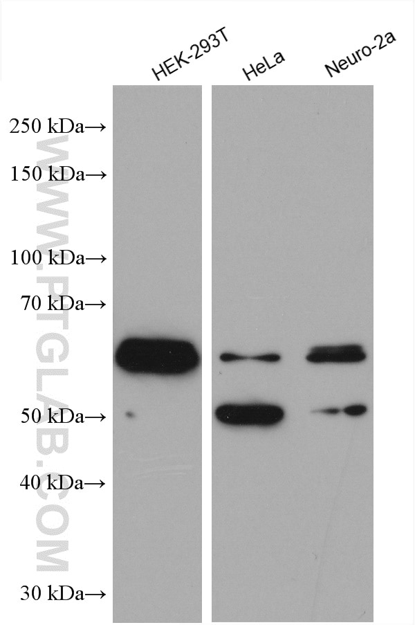 Western Blot (WB) analysis of various lysates using FOX2/RBM9 Polyclonal antibody (12498-1-AP)