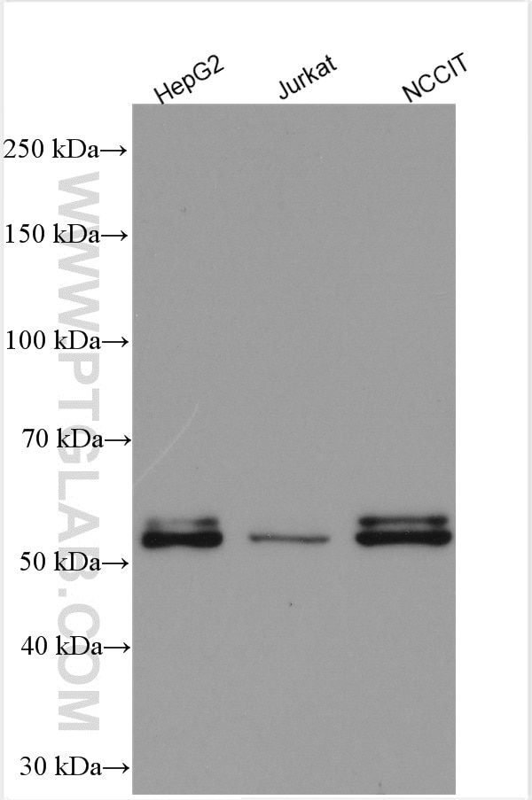 Western Blot (WB) analysis of various lysates using FOX2/RBM9 Polyclonal antibody (12498-1-AP)