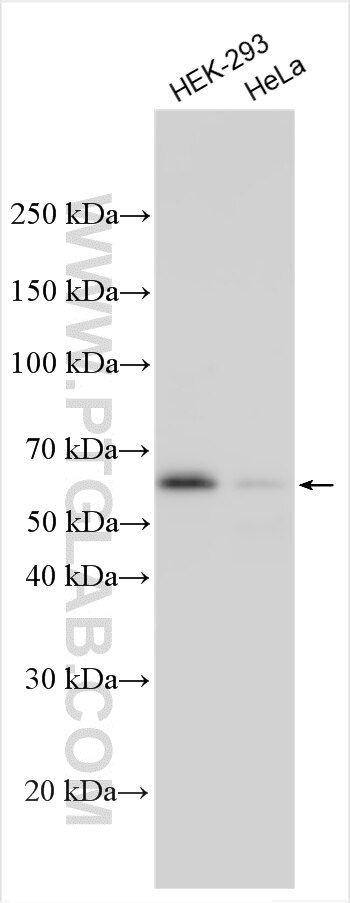 Western Blot (WB) analysis of various lysates using FOX2/RBM9 Polyclonal antibody (12498-1-AP)