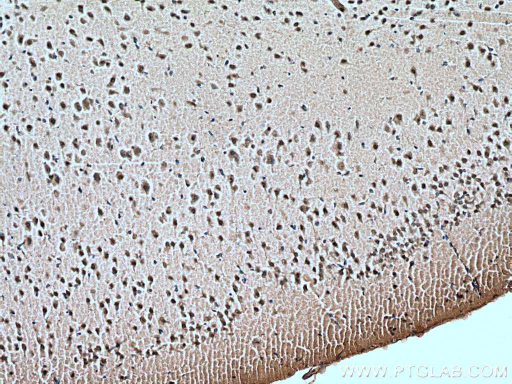 Immunohistochemistry (IHC) staining of mouse brain tissue using FOX2/RBM9 Monoclonal antibody (66976-1-Ig)