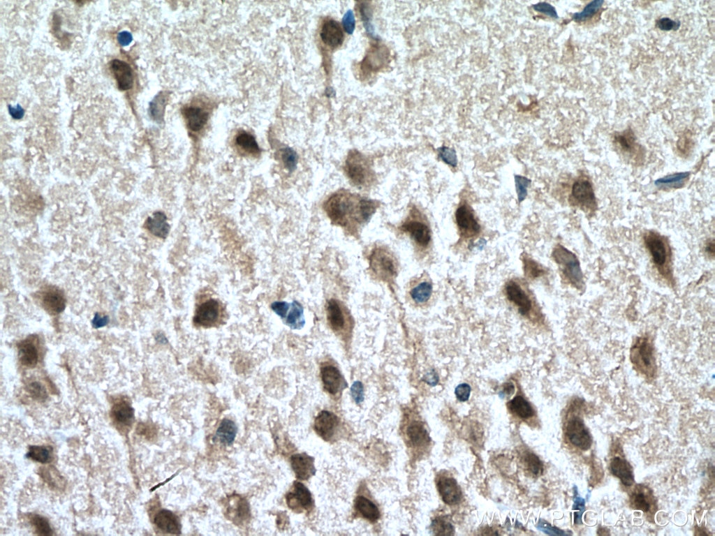Immunohistochemistry (IHC) staining of mouse brain tissue using FOX2/RBM9 Monoclonal antibody (66976-1-Ig)
