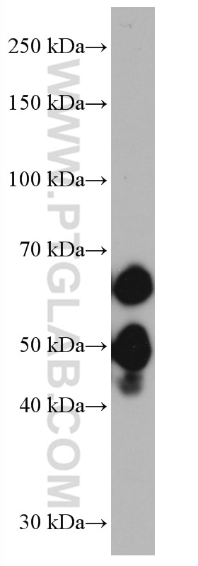 Western Blot (WB) analysis of HT-29 cells using FOX2/RBM9 Monoclonal antibody (66976-1-Ig)