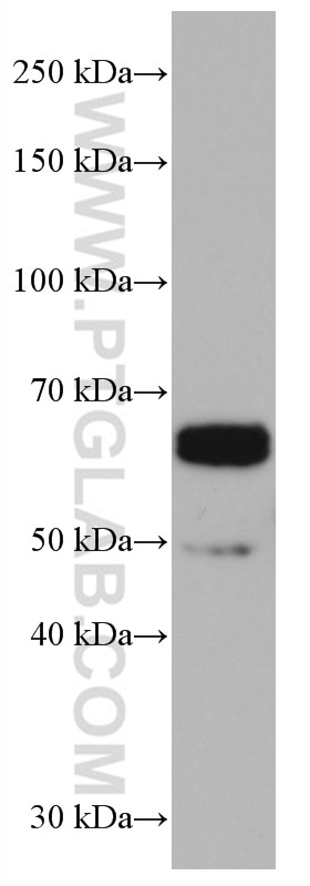 Western Blot (WB) analysis of NCCIT cells using FOX2/RBM9 Monoclonal antibody (66976-1-Ig)