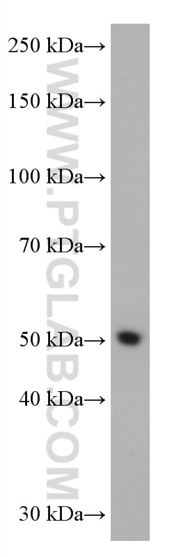 Western Blot (WB) analysis of human placenta tissue using FOX2/RBM9 Monoclonal antibody (66976-1-Ig)