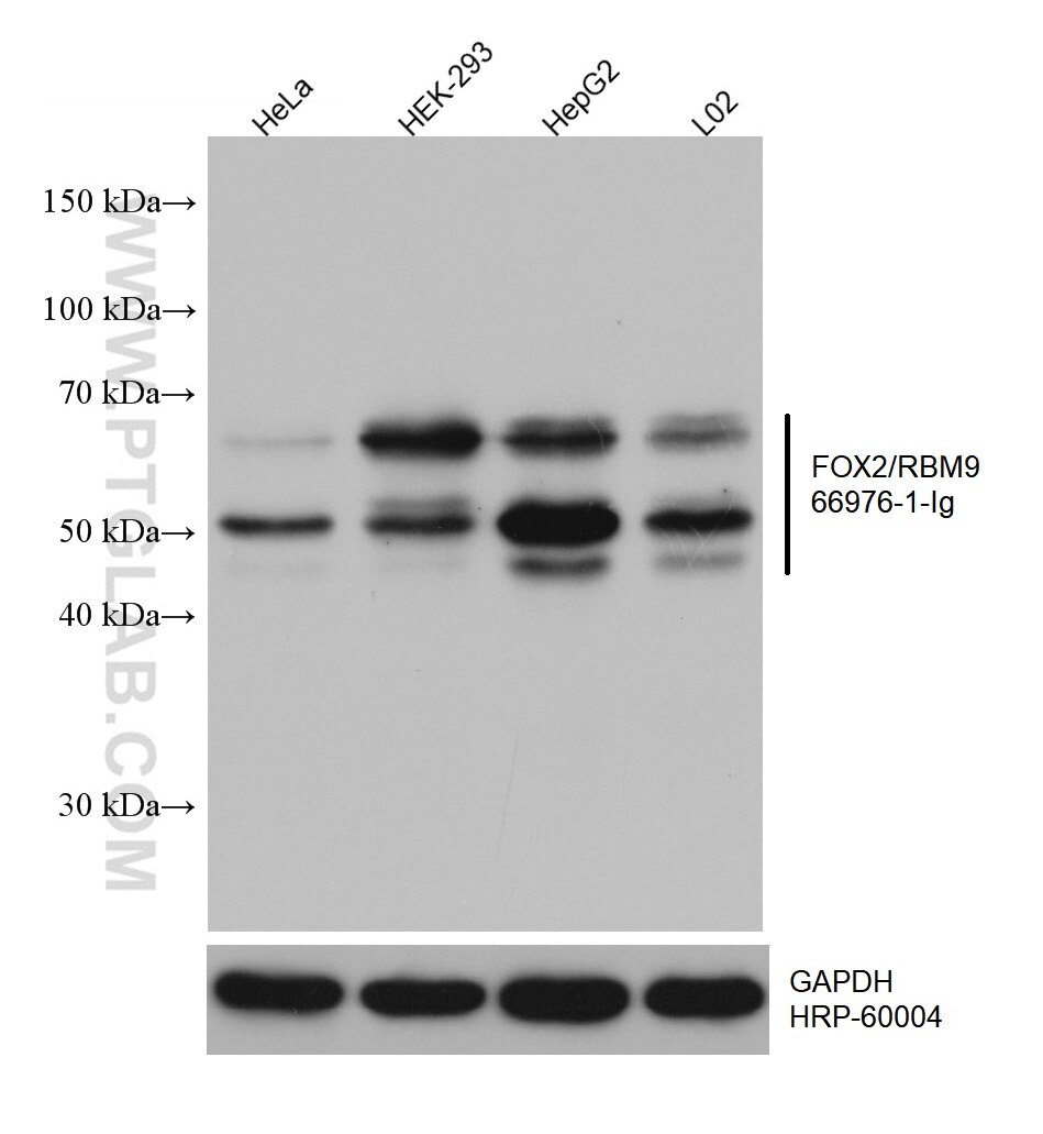 Western Blot (WB) analysis of various lysates using FOX2/RBM9 Monoclonal antibody (66976-1-Ig)