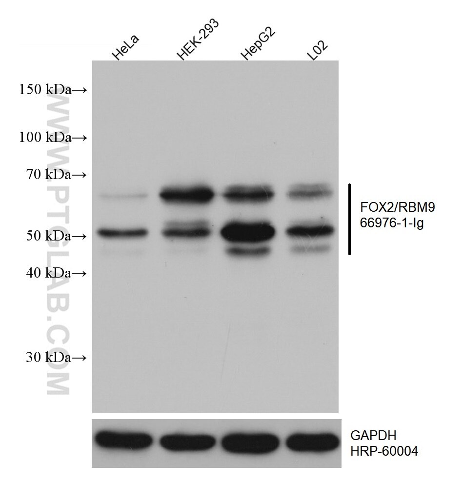 WB analysis using 66976-1-Ig