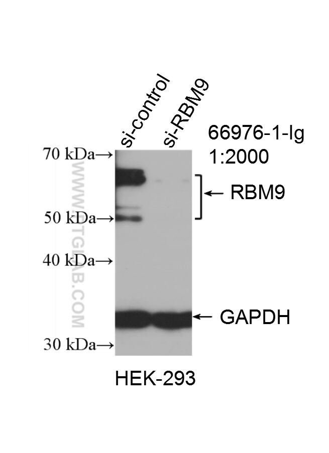 Western Blot (WB) analysis of HEK-293 cells using FOX2/RBM9 Monoclonal antibody (66976-1-Ig)