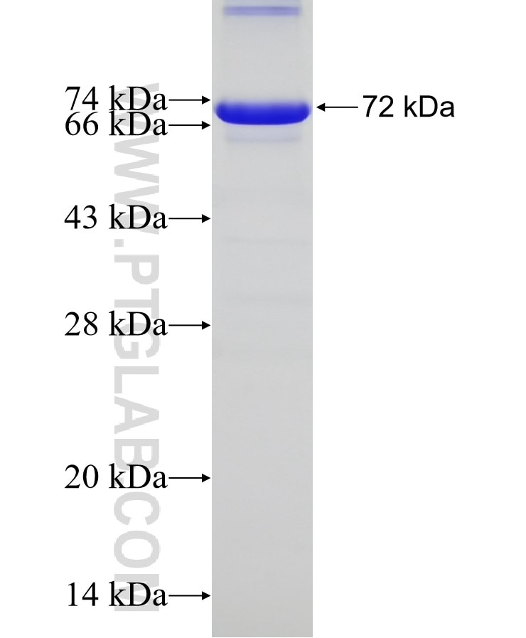 RBM9 fusion protein Ag3168 SDS-PAGE