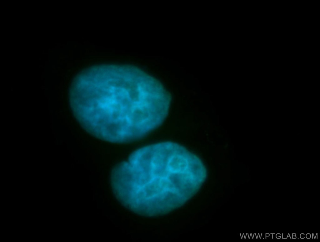 Immunofluorescence (IF) / fluorescent staining of HepG2 cells using RBMS1 Polyclonal antibody (11061-2-AP)