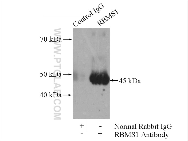 Immunoprecipitation (IP) experiment of HeLa cells using RBMS1 Polyclonal antibody (11061-2-AP)