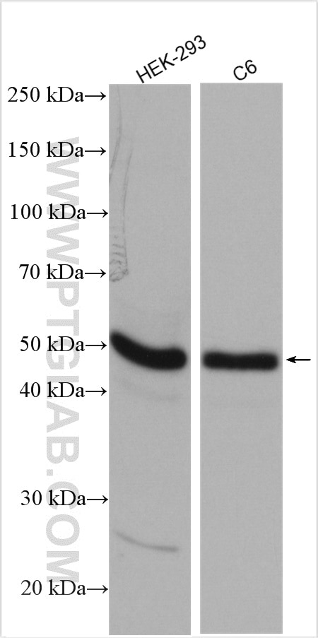 Western Blot (WB) analysis of various lysates using RBMS1 Polyclonal antibody (11061-2-AP)